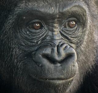 Julen 2025 Masai Mara, Gorillatrekking & Zanzibar