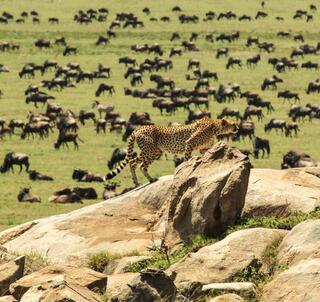 Bryllupsreise Ngorongorokrateret, Serengeti & Zanzibar