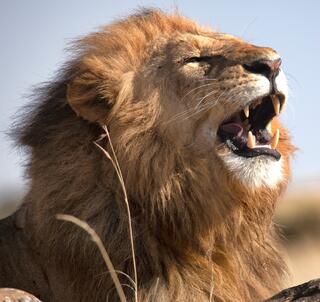 Julen 2025 Klassisk Safari Kenya & Zanzibar