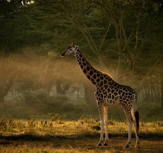 Julen 2025 Aberdare, Samburu, Ol Pejeta & Zanzibar