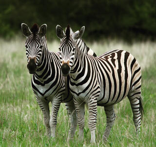 Vinterferie 2026 Ngorongorokrateret, Serengeti & Zanzibar