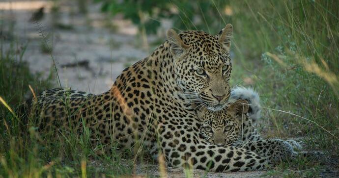 Singita Ebony Lodge